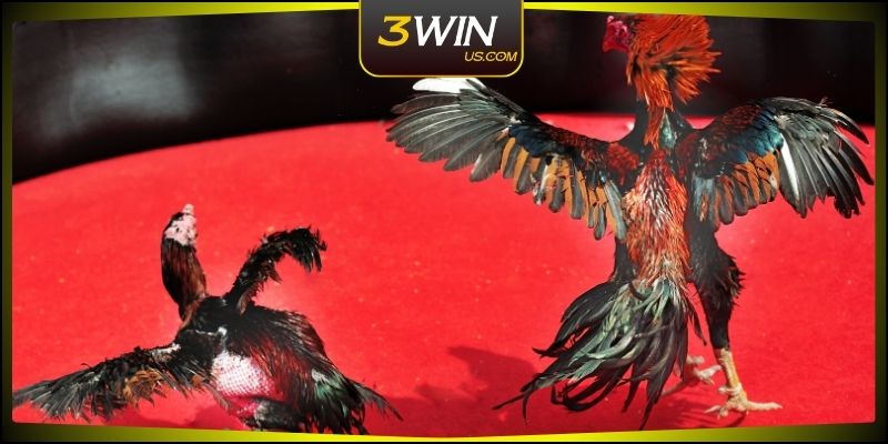 Cảm nhận trọn vẹn từng pha đấu tại 3WIN đá gà