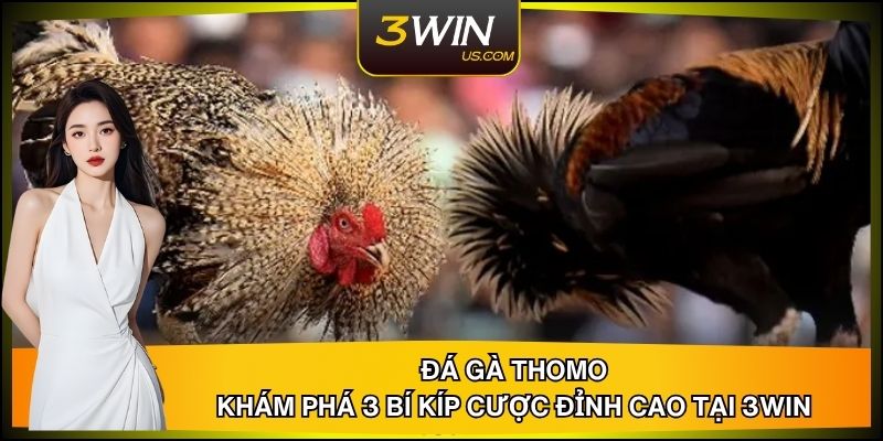 Khám Phá 3 Bí Kíp Cược Đá Gà Thomo Đỉnh Cao Tại 3WIN