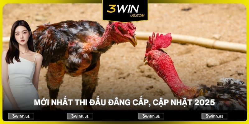 Đá Gà Thomo Mới Nhất Thi Đấu Đẳng Cấp, Cập Nhật 2025
