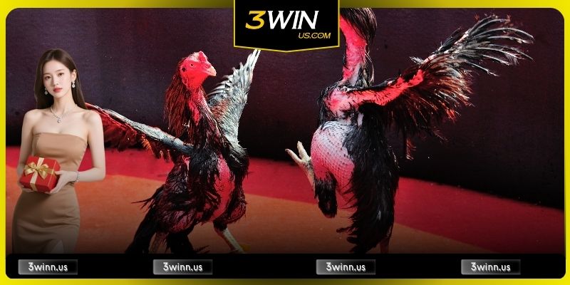 Đá gà tre gây cấn, sức bền bỉ tạo nên chiến thắng