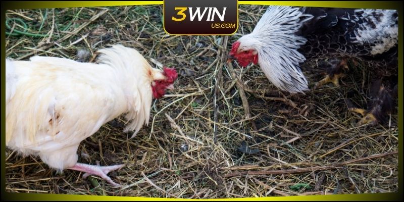 Sơ lược về đá gà 3WIN