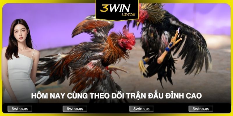 Trực Tiếp Đá Gà Hôm Nay Cùng Theo Dõi Trận Đấu Đỉnh Cao